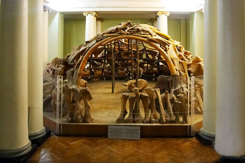 Зоологический музей в Киеве