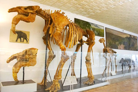 Зоологический музей в Киеве